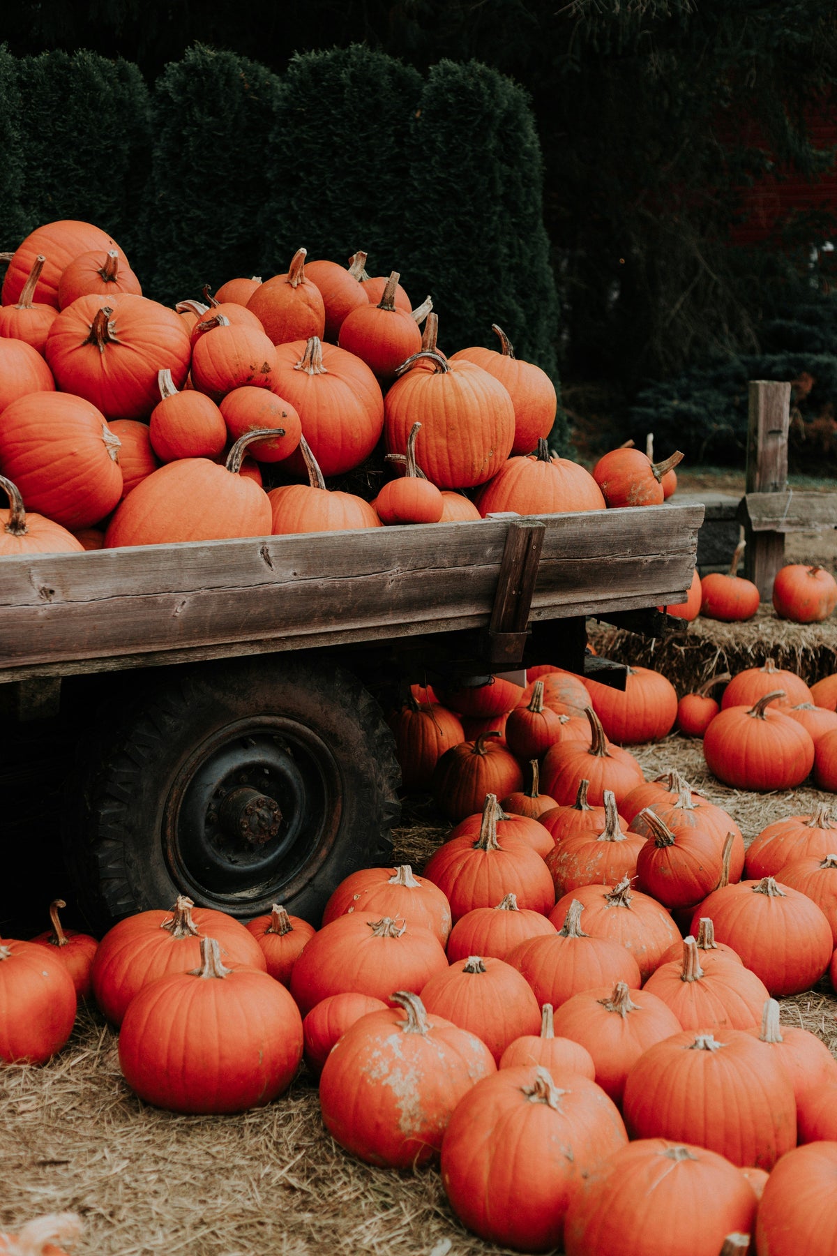 Pumpkin Patches to Visit in Ontario