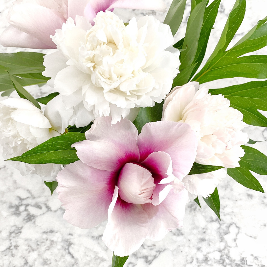 How to Make Your Peonies Last